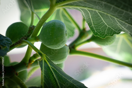 green figs still in an early stage of growth, currently green and immature.