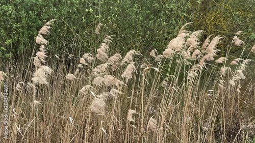 Wild reeds swaying in natural wetland landscape