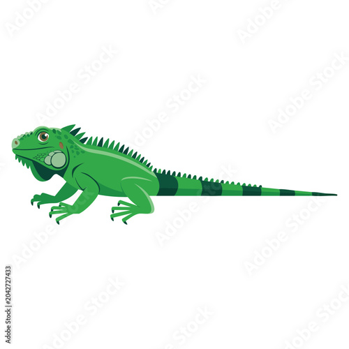 Foto Green Iguana Iguana iguana large arboreal herbivorous lizard species from the genus Iguana