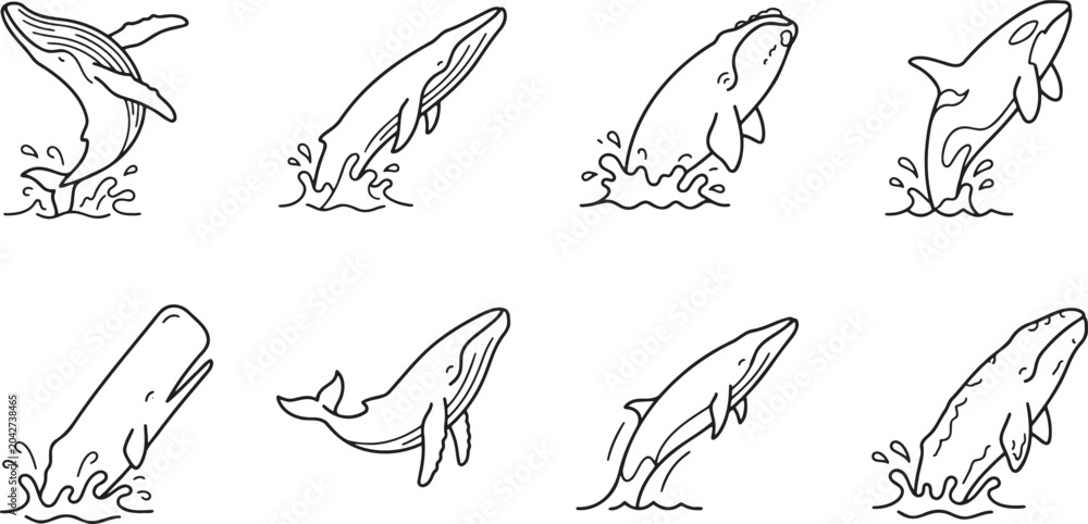 Fototapeta premium Whales jumping and breaching from ocean water