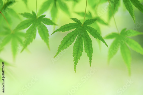 Vivid green Japanese maple leaves in early summer with copy space