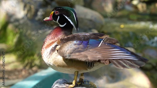 duck in the park, side portrait of male wood duck, colorful duck standing on the stone in the wild