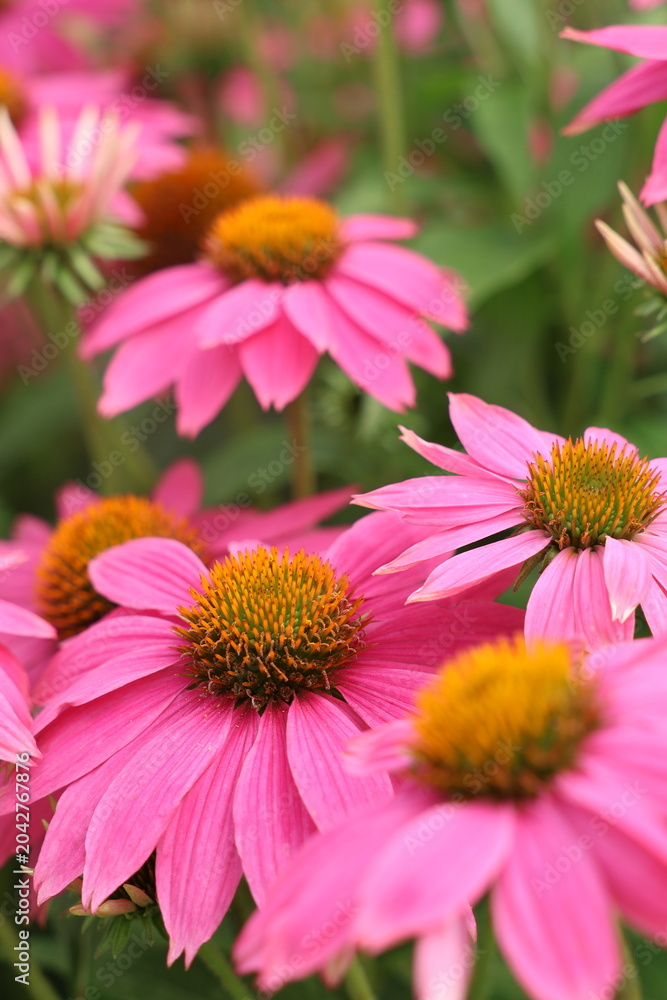 Fototapeta premium Beautiful pink Echinacea flowers with bright orange-yellow centers against a background of green foliage in a garden. Close-up, selective focus.