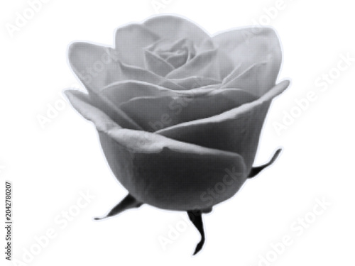 Delicate isolated rose bud in halftone style. Vintage floral element with retro print texture, monochrome dot pattern. For posters, packaging, collages designs, contemporary projects. Flower rose.