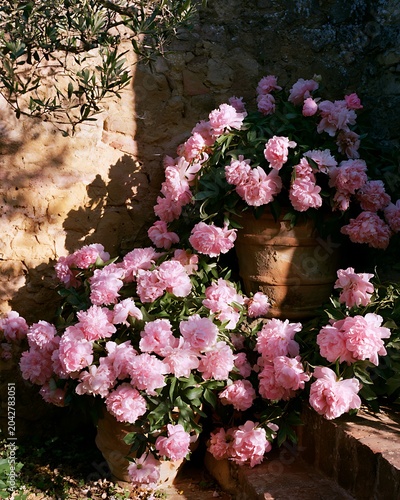 Abundant Pink Peony Flowers Blooming in Rustic Terra Cotta Pots Against a Sunny Mediterranean Stone Wall Background