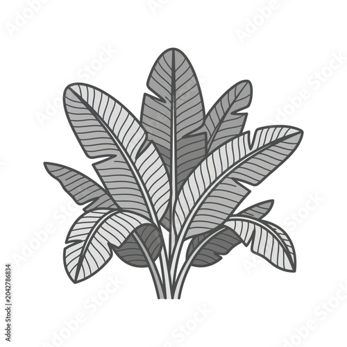 Stylized gray-scale illustration of tropical palm leaf bunch.