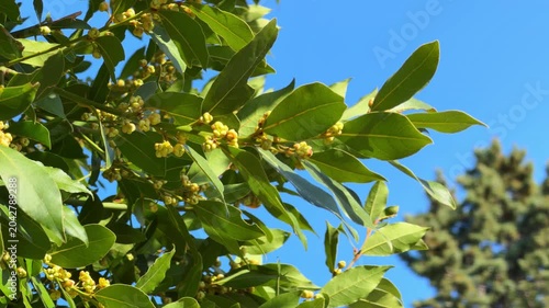 Bay laurel tree branch with glossy green leaf and yellow flower bud blooming against a bright blue sky, fresh mediterranean botanical scene, springtime growth, aromatic herb plant, natural garden beau