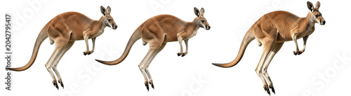 Fotografía A Set of red kangaroo jumping PNG sprites, outback marsupial in bounding motion