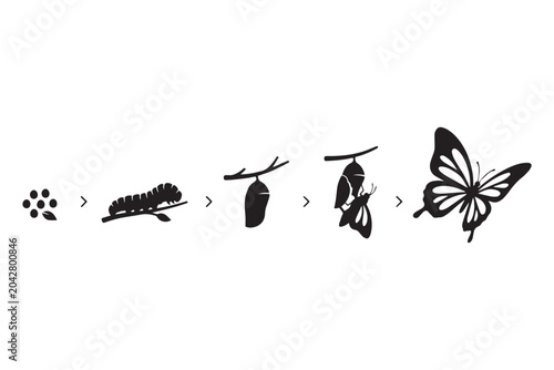 Obraz na plátně Butterfly metamorphosis life cycle vector silhouette, stages of caterpillar to b