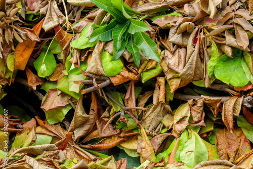 Fallen leaves mix green and brown hues. Damp earth beneath supports decaying foliage. Natural decay reveals autumn's quiet beauty. Perfect for seasonal themes or nature photography