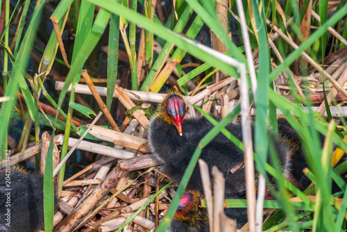 Photos Eurasian Coot with Chicks in nest. Eurasian coot, Fulica atra