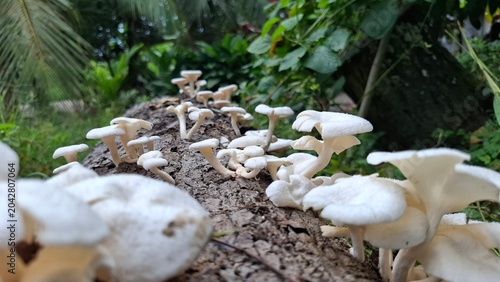 White wood mushrooms (Letinus squarrosulus) growing on a decaying tree tunk in a tropical forest
