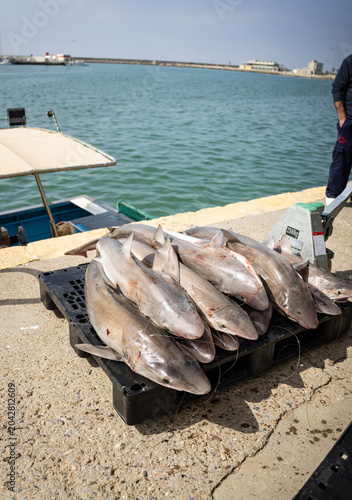 Freshly caught rock salmon ready to be moved to fishmarket