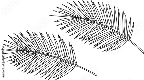 Hand drawn ink illustration of tropical palm tree leaves.