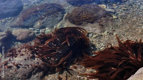 brown seaweed, saccharina japonica, kelp swaying gently in transparent coastal water sea japan, revealing rocky and pebbled seafloor under bright sunlight on tranquil summer day.