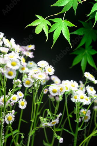 ハルジオンの花で背景素材