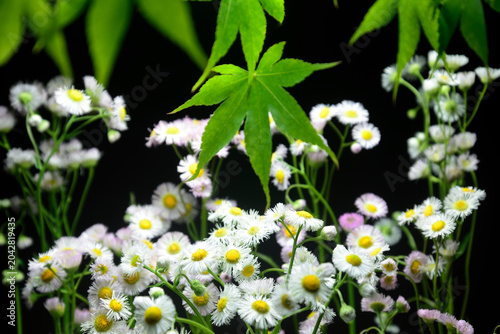 ハルジオンの花で背景素材