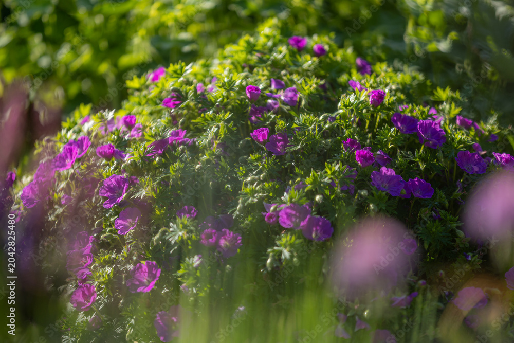 Obraz premium Purple geranium flowers blooming in a vibrant garden