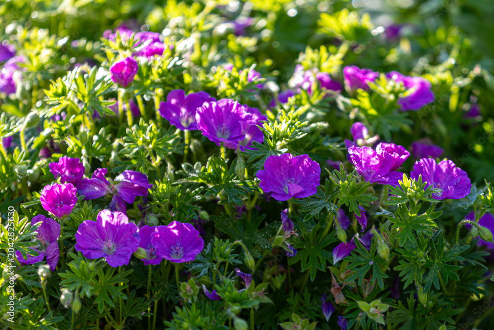 Obraz premium Purple geranium flowers blooming in a vibrant garden