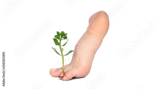 A human foot cradling a small green plant with rounded leaves