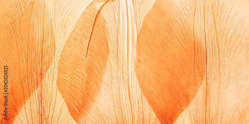 Nature macro banner of dry orange colored petals, translucent floral leaves with natural texture as abstract background. Monochrome yellow orange color skeleton flower petal, aesthetic beauty nature.