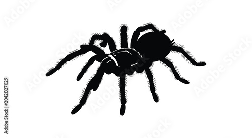 Bild auf Leinwand Tarantula spider silhouette against a white background