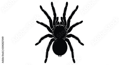Schilderij op canvas Tarantula spider silhouette against a white background