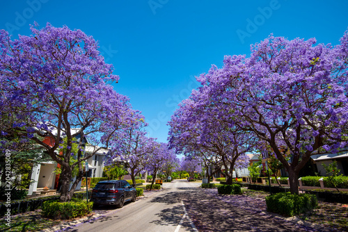 Bild auf Leinwand Jacaranda Tree Blossom in Subiaco Suburb - Western Australia
