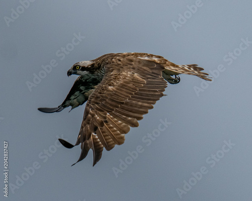 Javan hawk eagle 