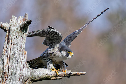Foto 開翼するハヤブサ成鳥
