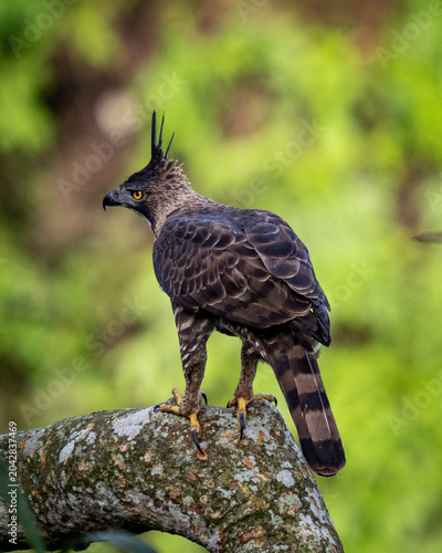 bird of prey