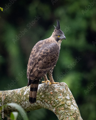 bird of prey