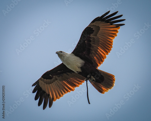 osprey in flight