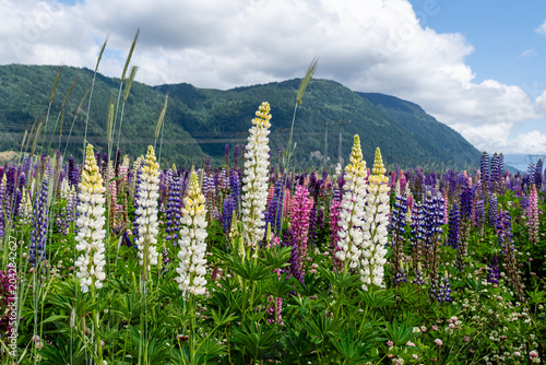Lupinus polyphyllus in the garden or field Lupinus polyphyllus flowers