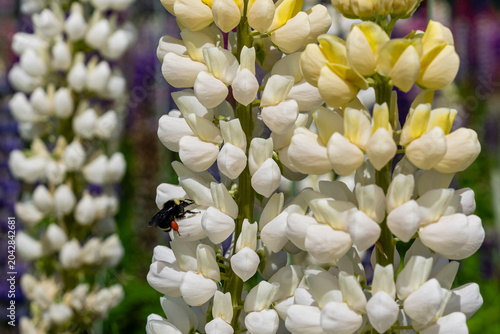 Lupinus polyphyllus in the garden or field Lupinus polyphyllus flowers