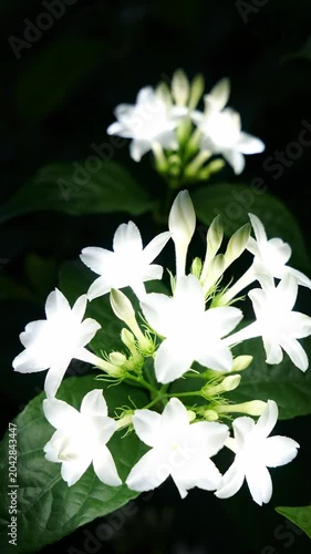 A close-up view of white jasmine flowers.