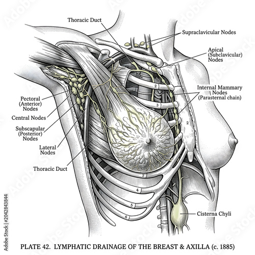Antique medical illustration of lymphatic drainage of the breast and axilla with lymphatic