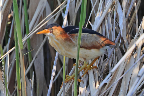 Least Bittern perched on reed in the marsh