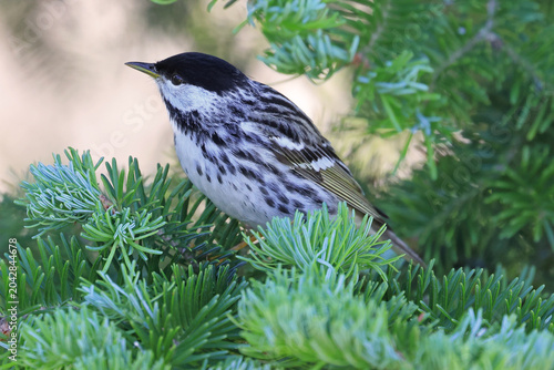 Blackpoll warbler perched on a fir with green background