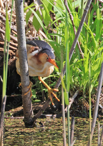 Least Bittern perched on two branches in the marsh, searching for his prey