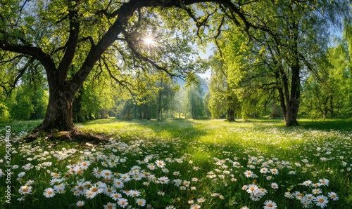 Sunlit meadow blooming with daisies beneath a canopy of green trees