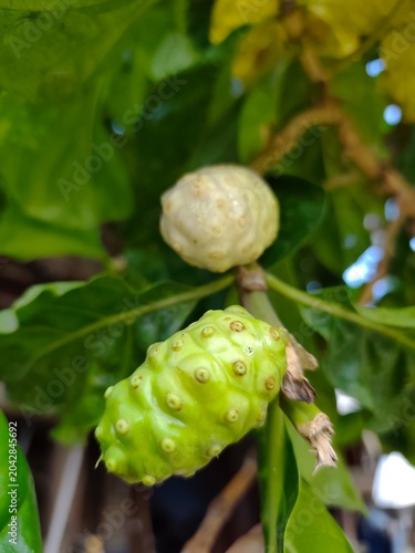 Photography A close-up shot of exotic noni fruits, also known as Morinda citrifolia, growing on a branch surrounded by rich green leaves, with one green and one ripening white fruit