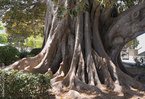 A large tree with impressive roots and dense foliage, rubber tree, Indian rubber tree (Ficus elastica), Cádiz, Cadiz, Andalusia, Spain