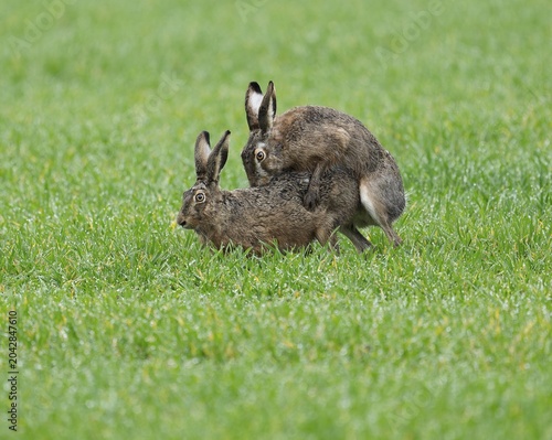 European hare (Lepus europaeus), mating, copula on a grain field, wildlife, Thuringia, Germany