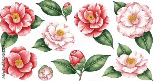 Vintage Camellia Floral Elements Pack Japanese Rose White Background