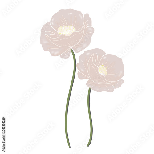 pink carnation flower