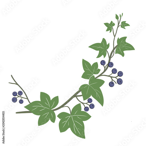vine branch with green leaves 