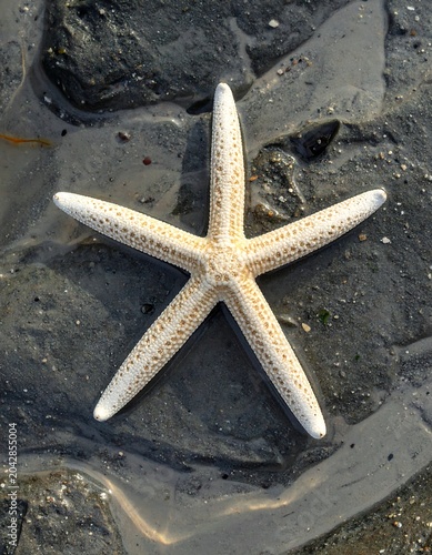 Starfish on textured surface closeup with detailed patterns and natural elements