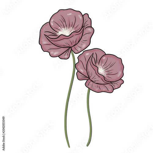 pink poppy flower