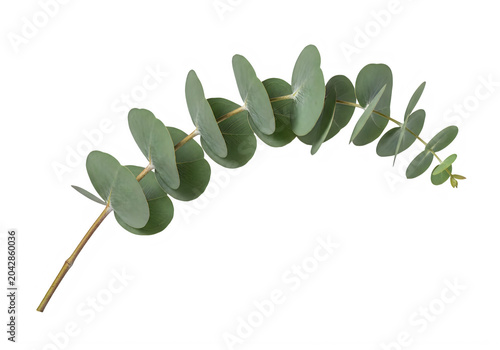 A single curving branch of green eucalyptus leaves isolated against a solid black background.